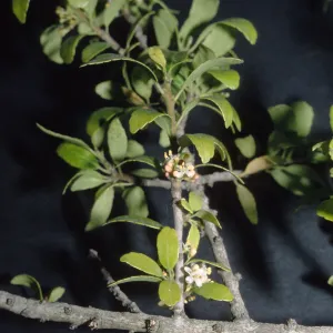 Trees of Santa Barbara Talk - Ilex vomitoria