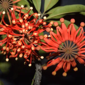 Trees of Santa Barbara Talk - Stenocarpus sinuatus