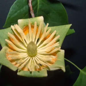 Trees of Santa Barbara Talk - Liriodendron tulipifera