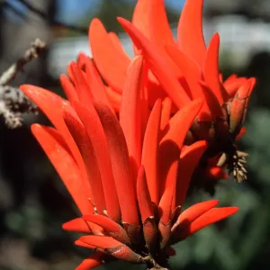 Trees of Santa Barbara Talk - Erythrina lysistemon