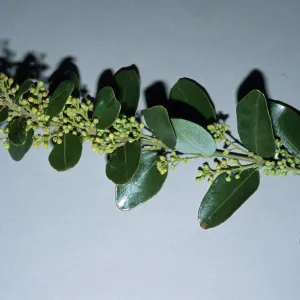 Trees of Santa Barbara Talk - Cryptocarya alba