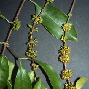 Trees of Santa Barbara Talk - Cassipourea gummiflua var. verticillata