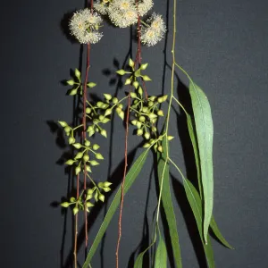 Trees of Santa Barbara Talk - Eucalyptus camaldulensis