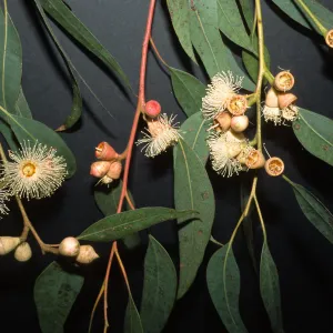 Trees of Santa Barbara Talk - Eucalyptus cosmophylla