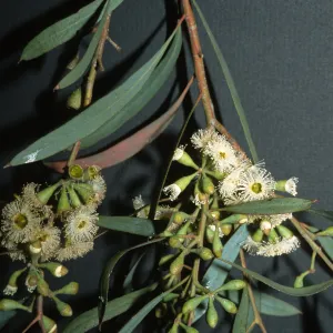 Trees of Santa Barbara Talk - Eucalyptus odorata 