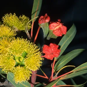 Trees of Santa Barbara Talk - Eucalyptus erythrocorys