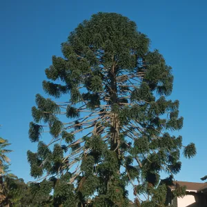 Trees of Santa Barbara Talk - Araucaria bidwillii