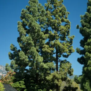 Trees of Santa Barbara Talk - Pinus canariensis