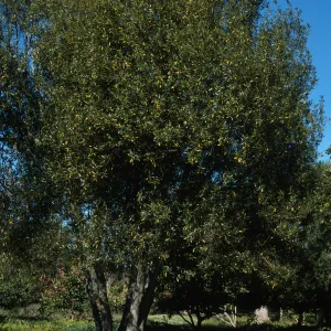 Trees of Santa Barbara Talk - Laurus nobilis