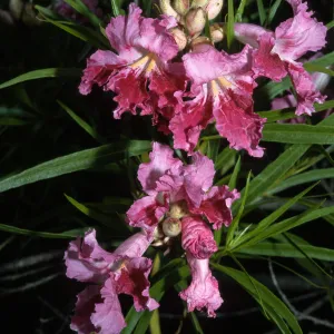 Trees of Santa Barbara Talk - Chilopsis linearis