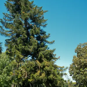 Trees of Santa Barbara Talk - Araucaria columnaris