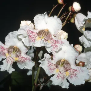 Trees of Santa Barbara Talk - Catalpa speciosa