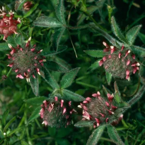 Trifolium albopurpureum, Santa Cruz Island, Peak 777