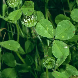 Trifolium microdon var. pilosum, San Nicolas Island, SN-797