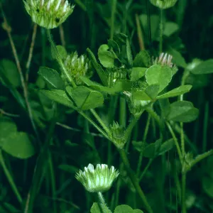 Trifolium microdon var. pilosum, San Nicolas Island, SN-797