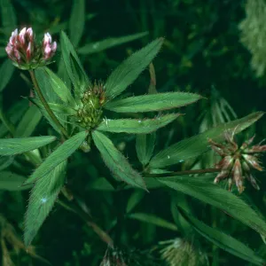Trifolium palmeri, San Nicolas Island, NE coastal flats