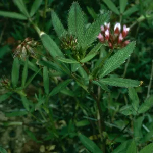 Trifolium palmeri, San Clemente Island, Eel Point Grp015