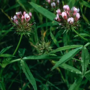 Trifolium trindentatum (T. willdenovii), San Clemente Island