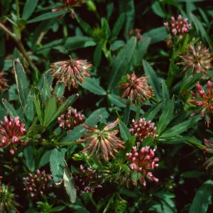 Trifolium palmeri, West Anacapa Island, west of Summit Peak