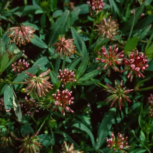 Trifolium palmeri, West Anacapa Island, west of Summit Peak