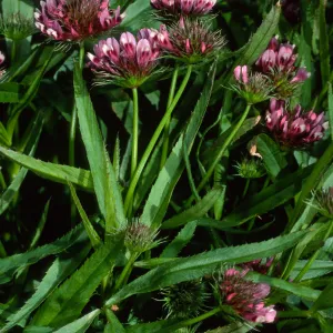 Trifolium willdenovii, West Anacapa Island, west of Summit Peak