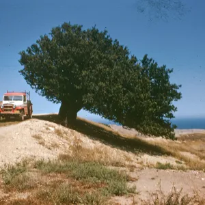 Untitled slide (pickup truck and tree)
