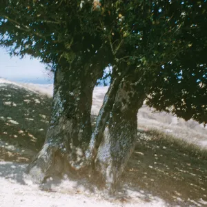Oak at Soledad