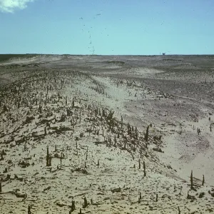Tree Casts, San Nicolas Island