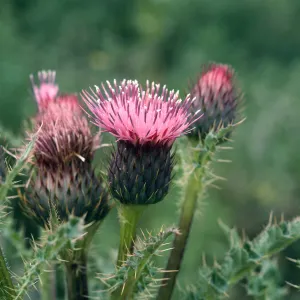 Los Alamos Price Ranch, Cirsium sp.