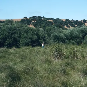 Price Cane Marsh