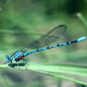 Damselfly, Los Alamos Price Ranch