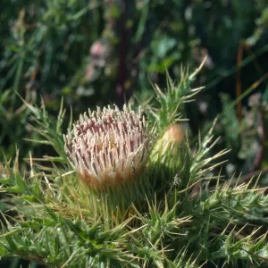 Los Alamos Marsh
