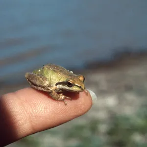 Los Alamos Marsh, Frog