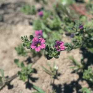 Los Alamos Marsh, Petunia