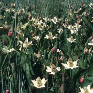 Los Alamos Marsh