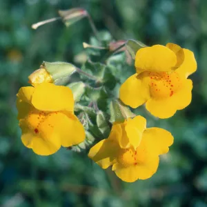 Los Alamos Marsh, monkeyflower