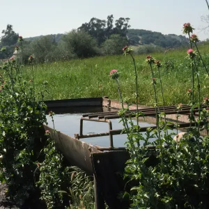 Los Alamos Marsh