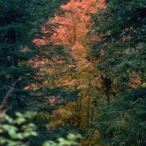AZ|Tucson|Trees-Fall Color,Aspencade