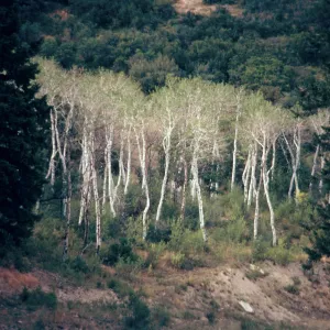 Missouri Creek Pass, Trees, Fall Color,August