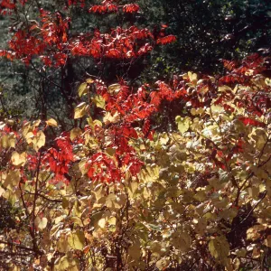 Trees, Fall Color, Mt. Lemmon