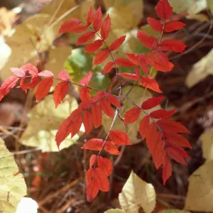Trees, Fall Color, Mt. Lemmon
