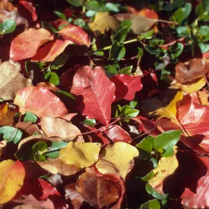 Trees, Fall Color autumn leaves