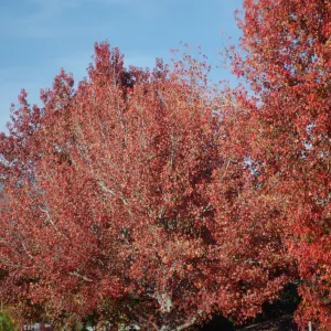 Fall leaves