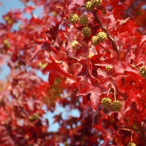 Fall Colors