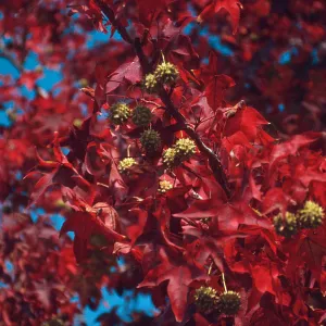 fall red leaves