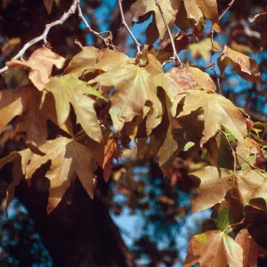 Fall Colors