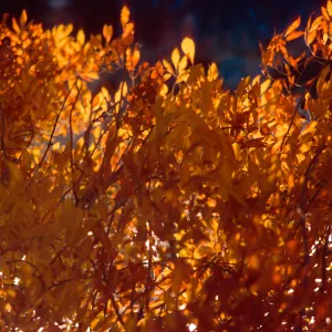 Fall, Himmel Park