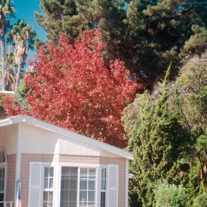 M. Home, Fall- red leaves