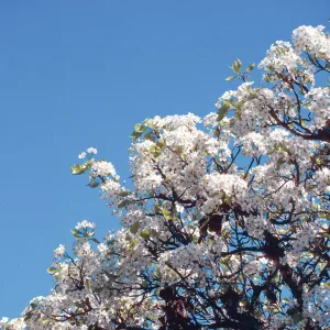 First spring bloom, tree