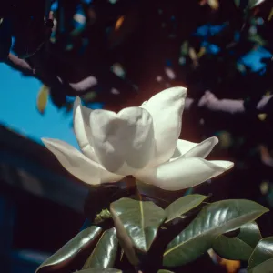 Flowers, Magnolia, M.H.